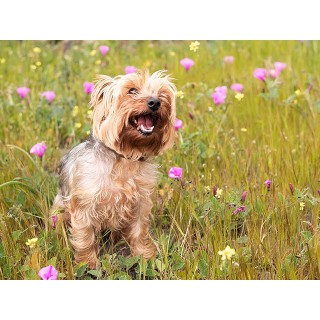 Mi Mascota Fotografía - Varias localizaciones