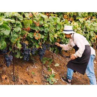 Bodegas Tajinaste - La Orotava