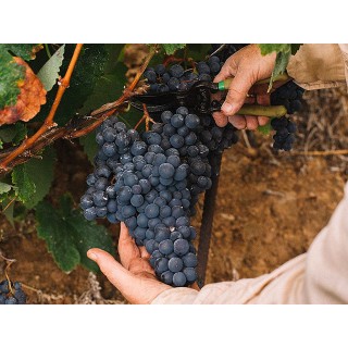 Bodegas Tajinaste - La Orotava