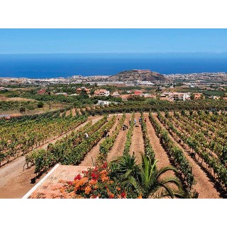 Bodegas Tajinaste - La Orotava