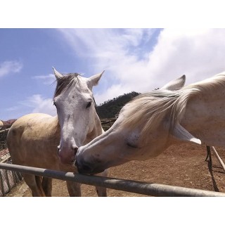 Ruta a caballo de 90 minutos disfrutando de la naturaleza