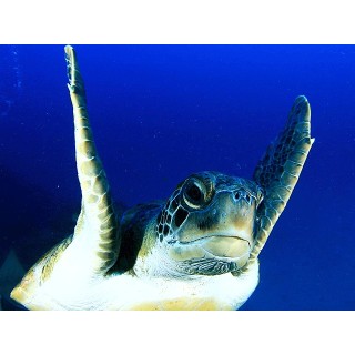 Bautismo de buceo con reportaje fotográfico ¡Adéntrate en el gran azul!