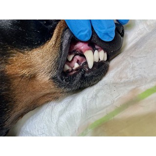 Clínica Veterinaria Tacoronte - Tacoronte