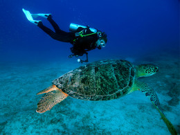 Thalassa Buceo - Los Abrigos